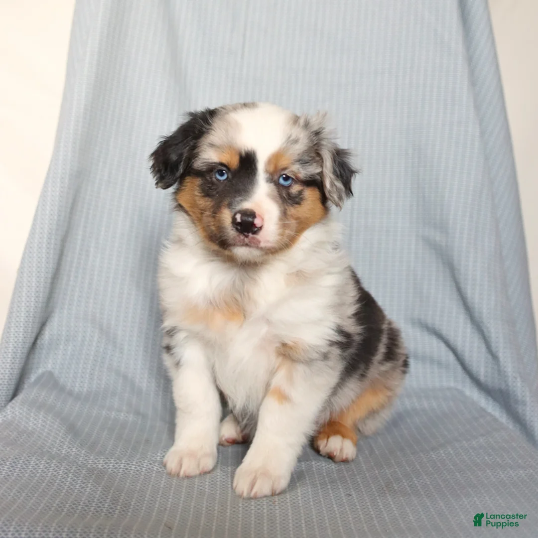 Miniature Australian Shepherd dogs for sale: Champ  - Ad 1