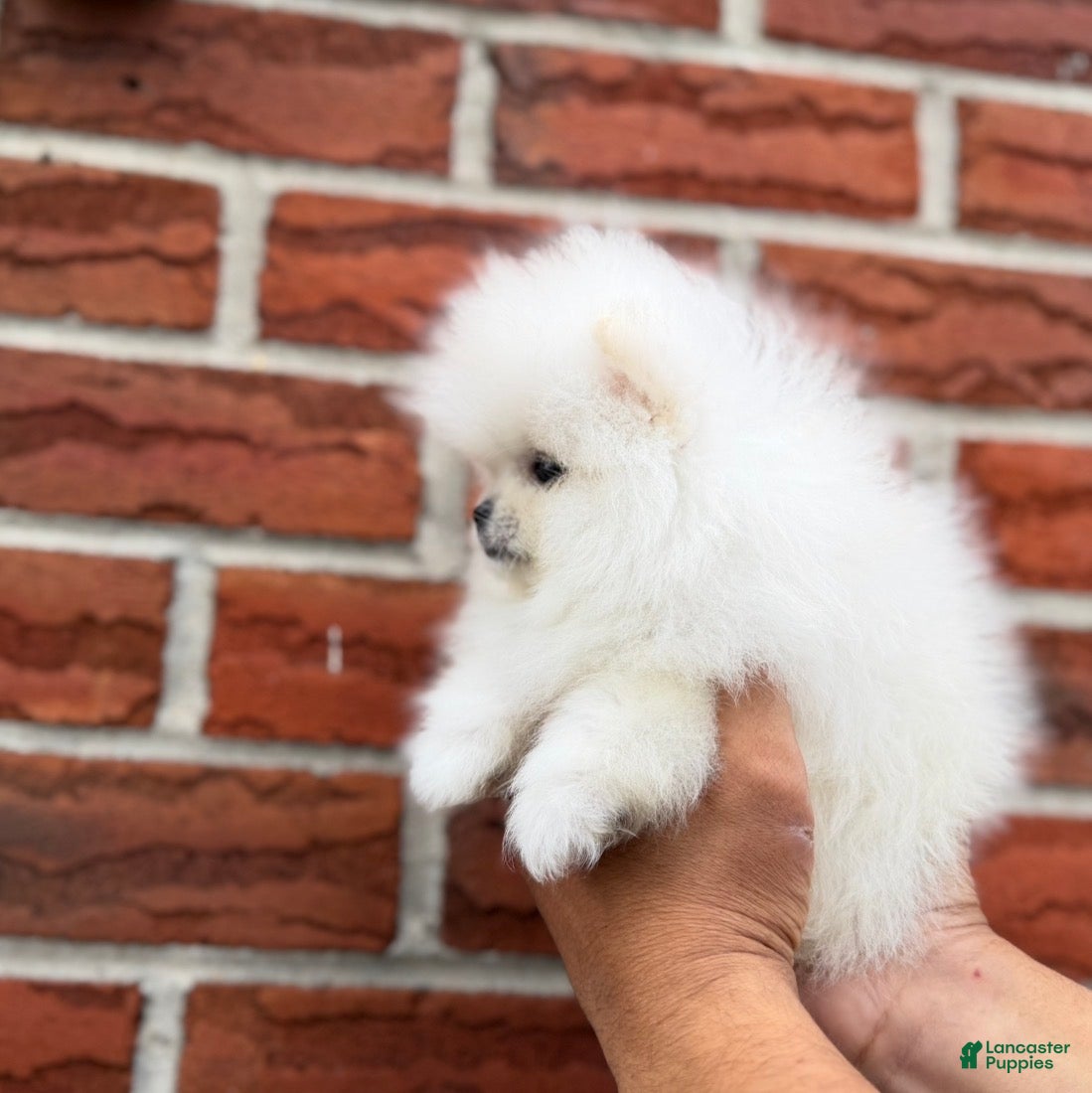 Pomeranian dogs Teacup Pomeranian Korean bloodline 2 - Ad 2