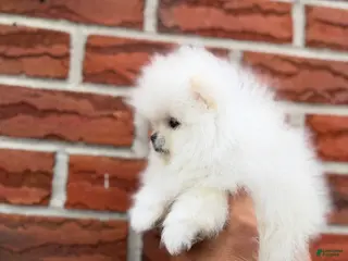 Pomeranian dogs Teacup Pomeranian Korean bloodline 2 - Ad 2