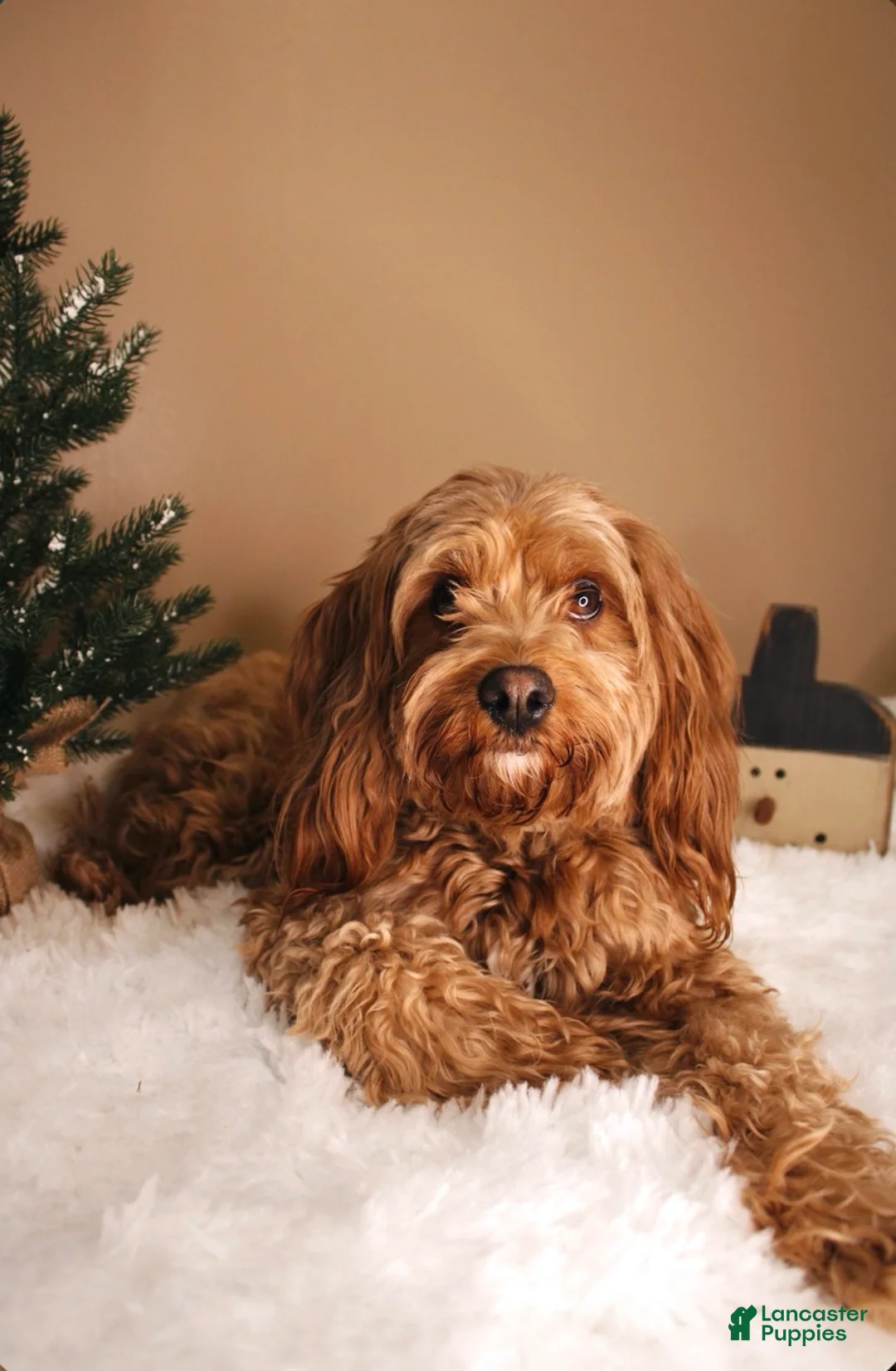 Cavapoo dogs for sale: Buzz - Ad 2