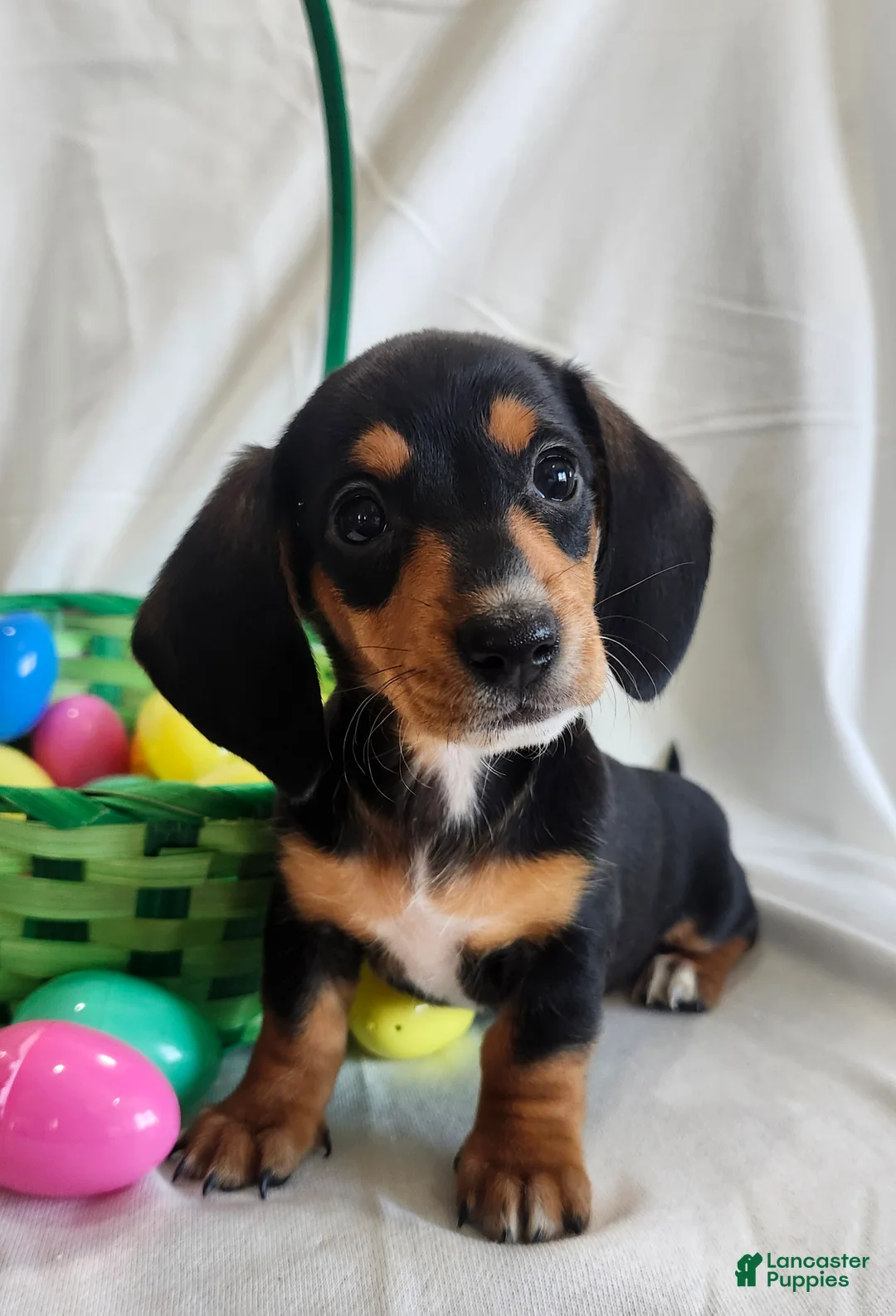 Miniature Dachshund dogs for sale: Luca - Ad 6