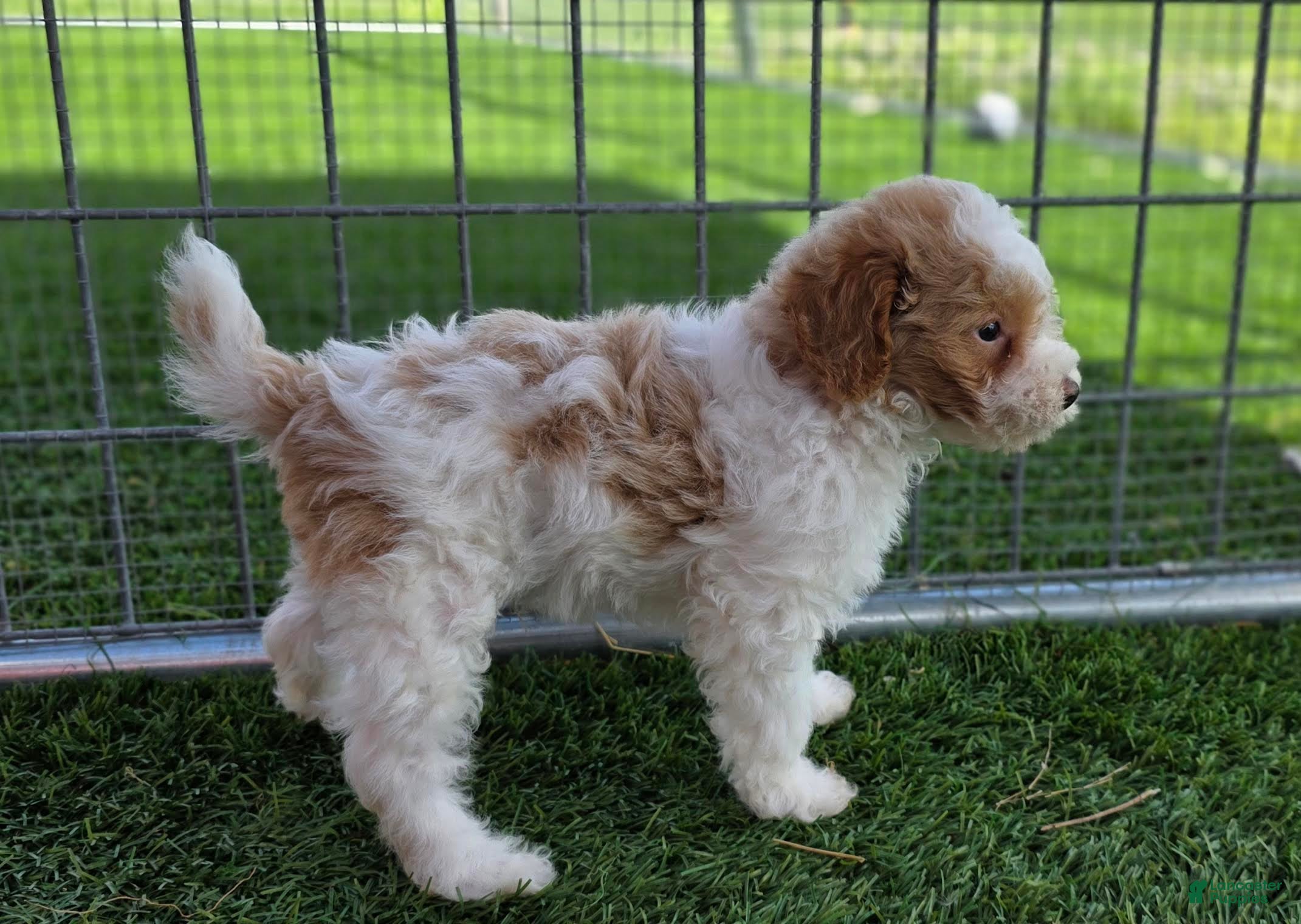 Miniature Poodle dogs Gavin Miniature Poodle Puppy  - Ad 2