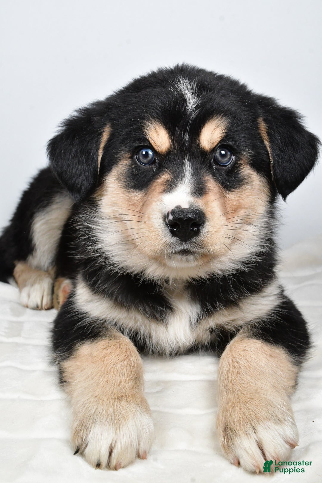 Mixed Breed dogs for sale: Cash - Ad 8