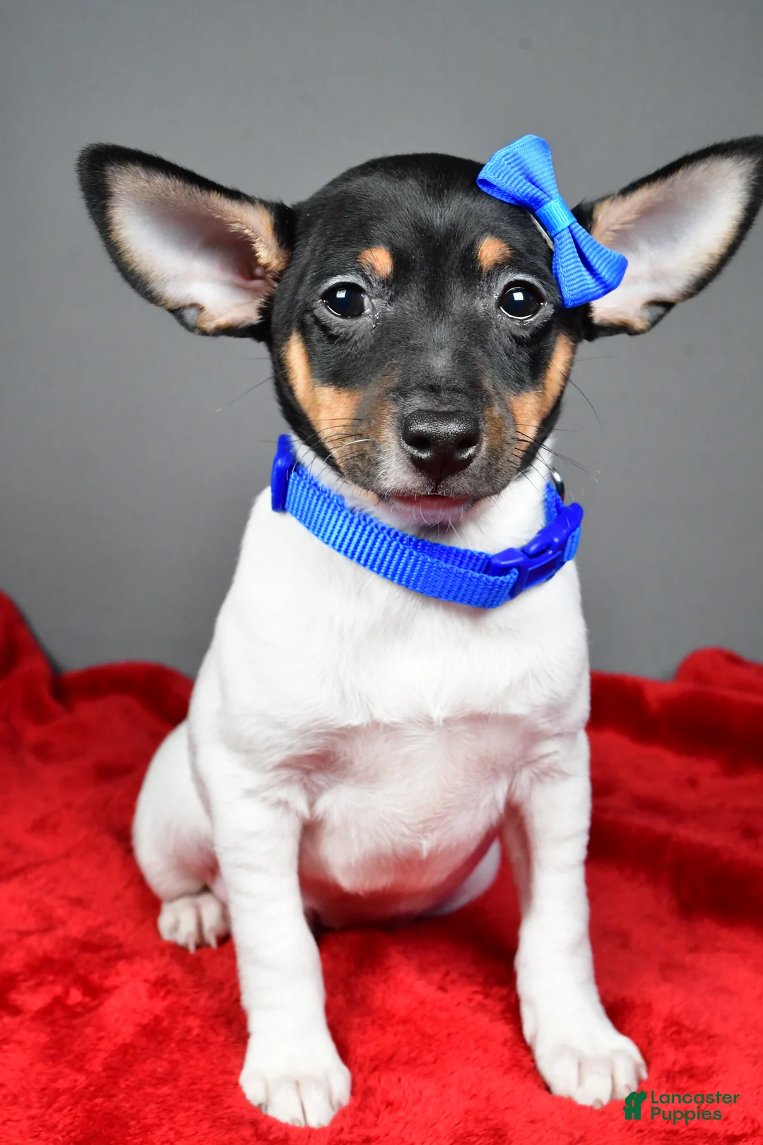 Toy Fox Terrier dogs for sale: Nemo - Ad 2