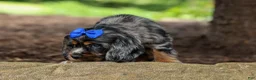 Cocker Spaniel dogs for sale: Dakota 🐶💙 - Ad 14