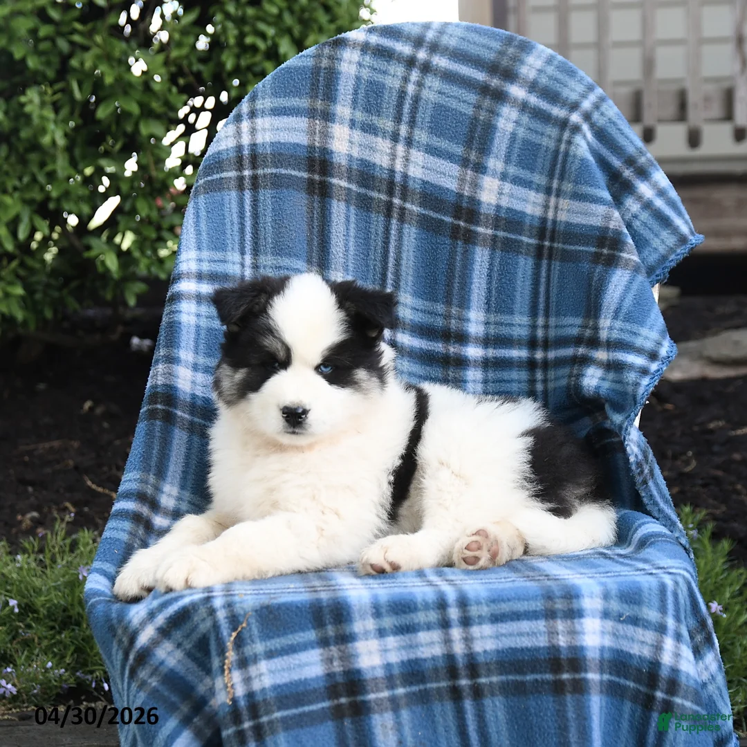 Pomsky dogs for sale: Timber - Ad 2