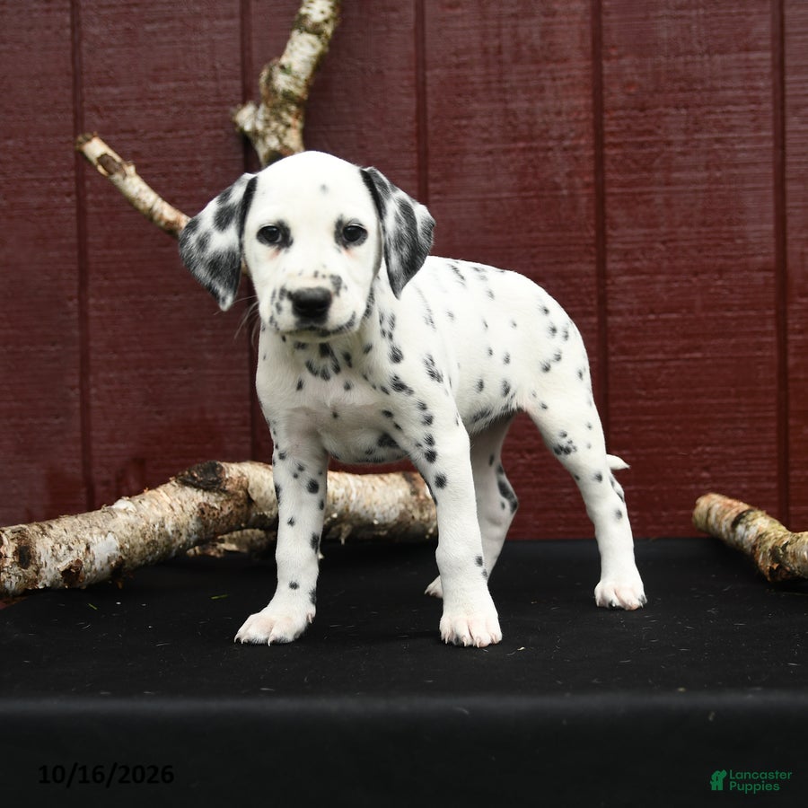 Dalmatian dogs Josie - Ad 2