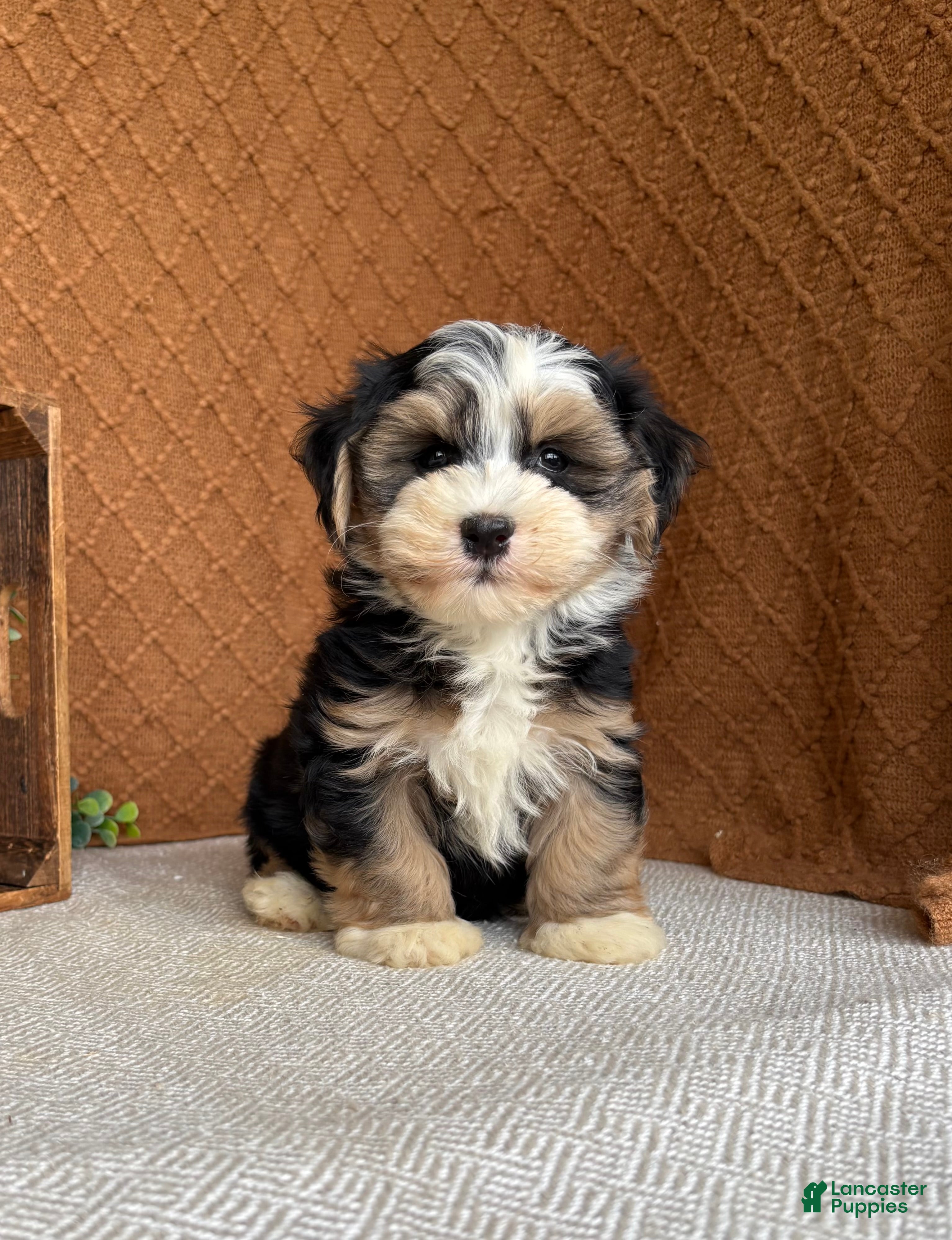 Havanese dogs James - Ad 2