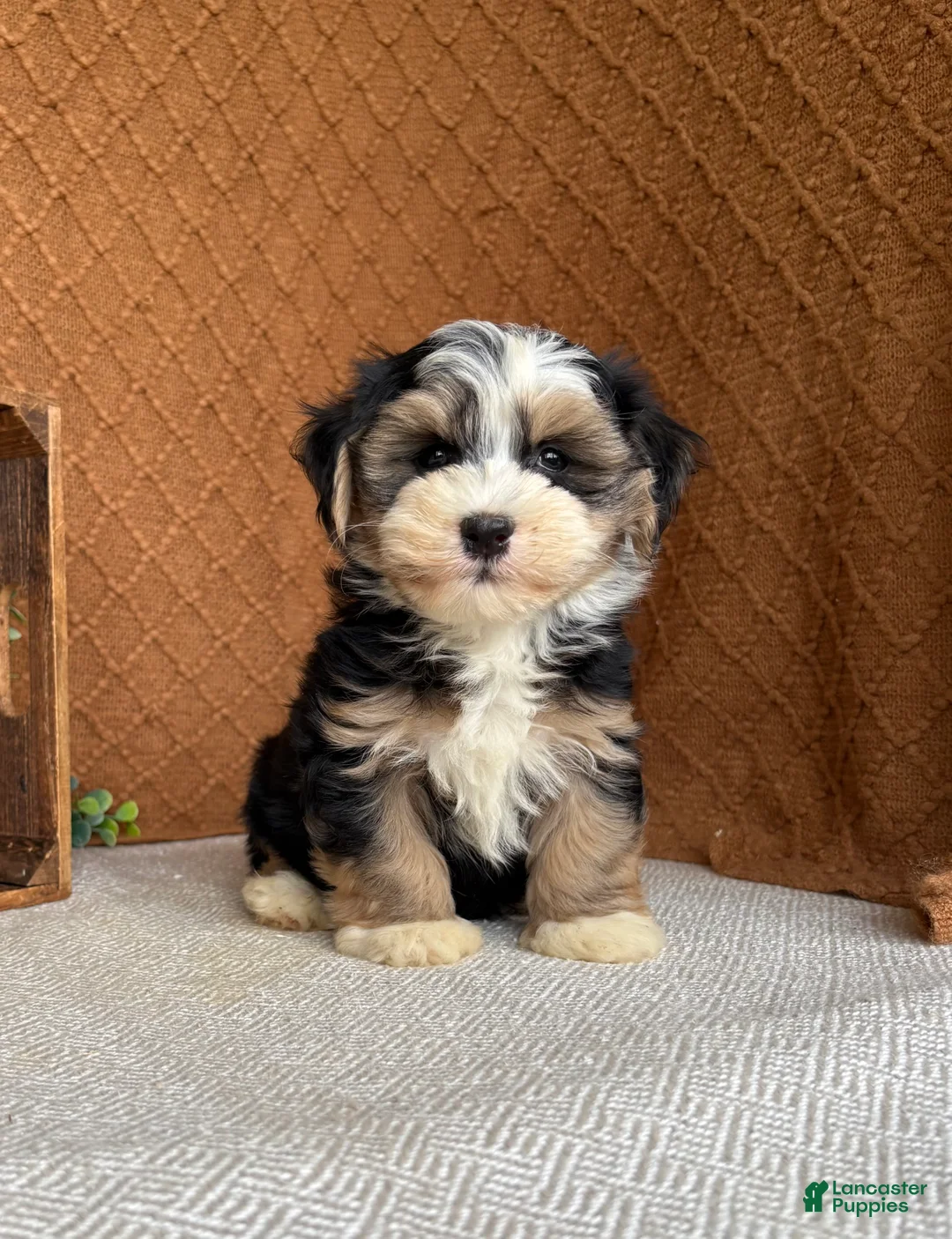 Havanese dogs for sale: James - Ad 2