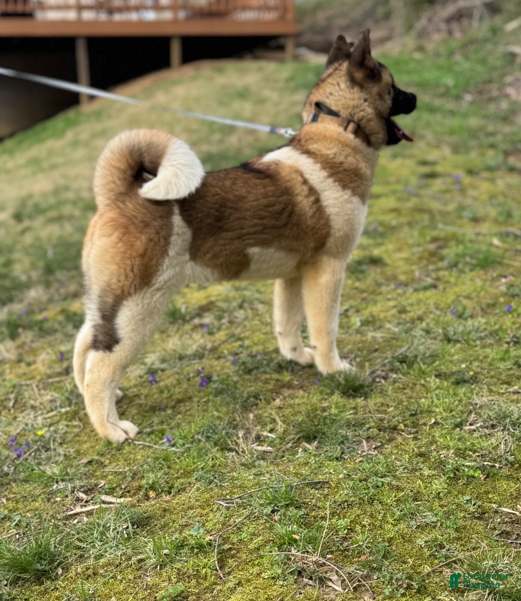 Akita dogs Akita Puppy 2 - Ad 2