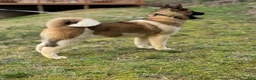 Akita dogs for sale: Akita Puppy 2 - Ad 2