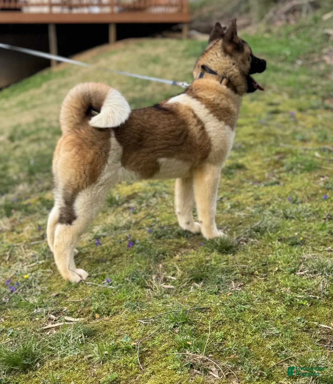 Akita dogs for sale: Akita Puppy 2 - Ad 2