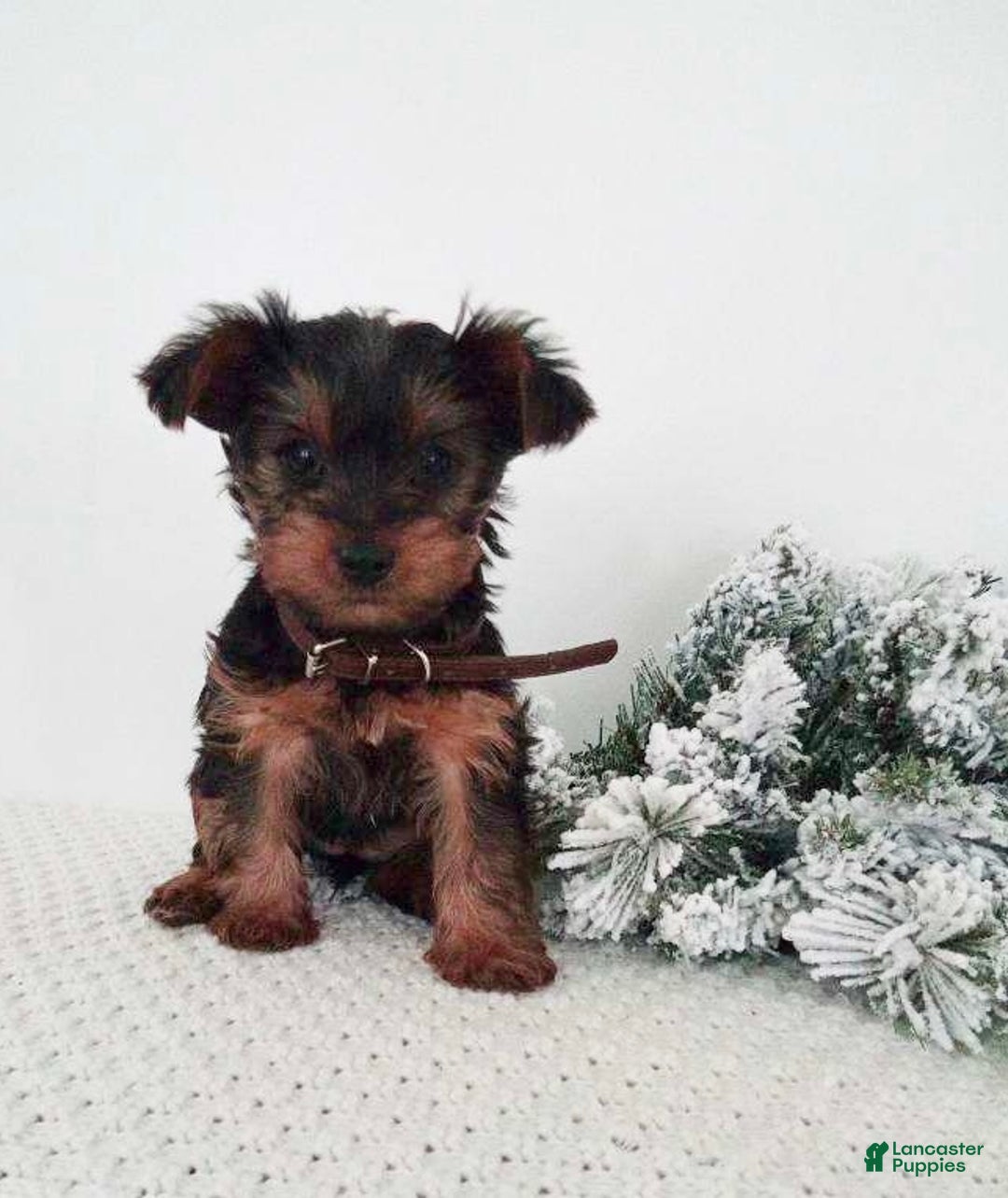 Yorkshire Terrier dogs for sale: Judy - Ad 2