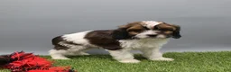 Cockapoo dogs for sale: Thunder - Ad 6