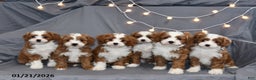 Cavapoo dogs for sale: Milo - Ad 5