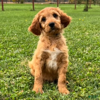 Mixed Breed dogs Billy - Ad 2