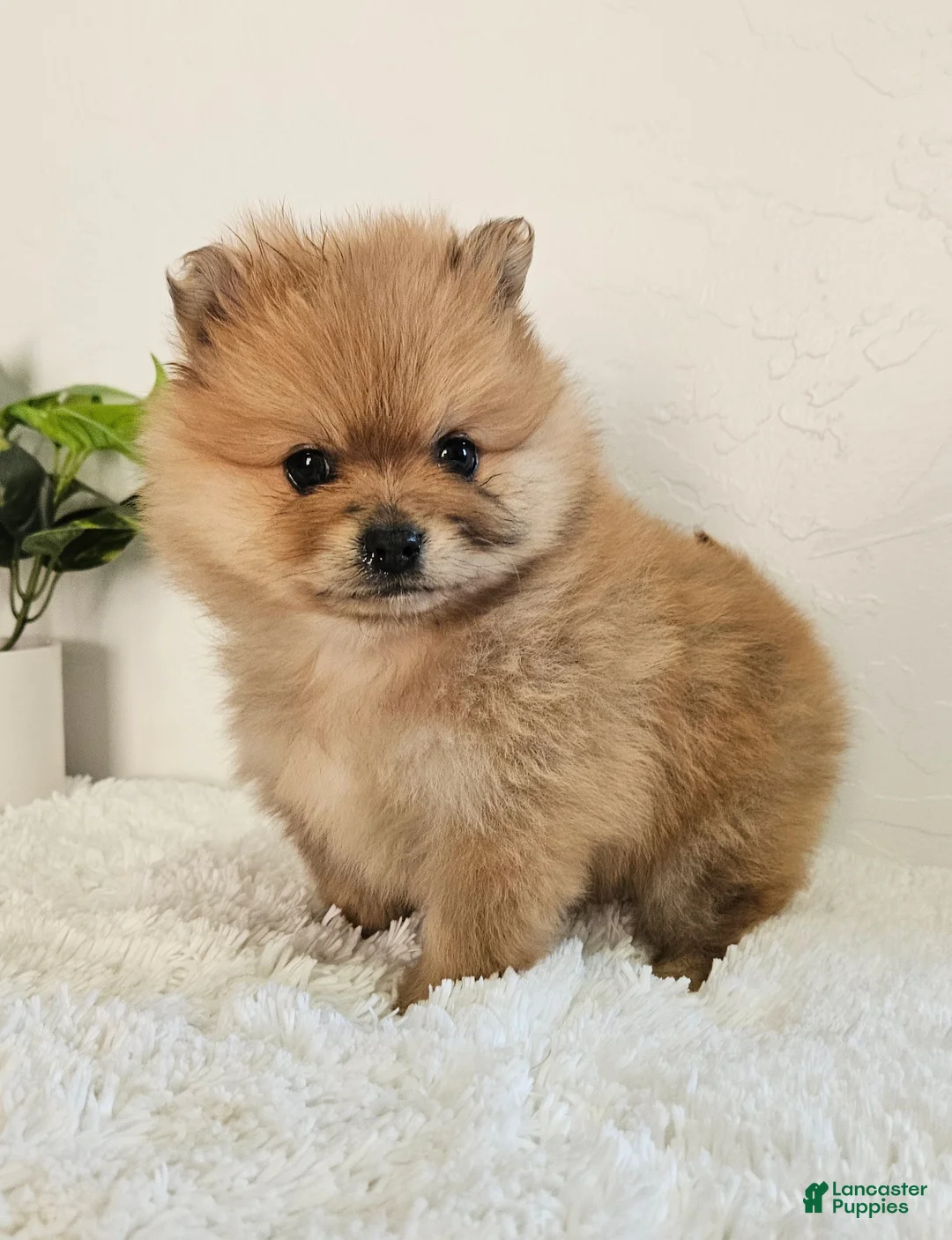 Pomeranian dogs for sale: Lena - Ad 5