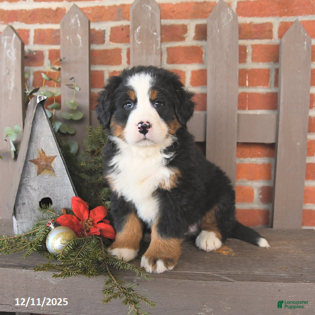 Bernese Mountain Dog dogs for sale: Buddy - Ad 3