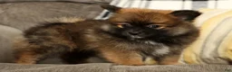 Pomeranian dogs for sale: Mandy - Ad 2