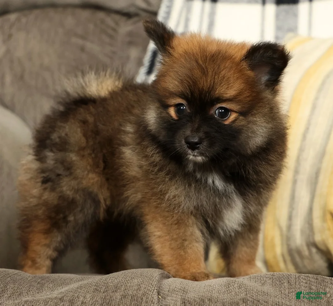 Pomeranian dogs for sale: Mandy - Ad 2