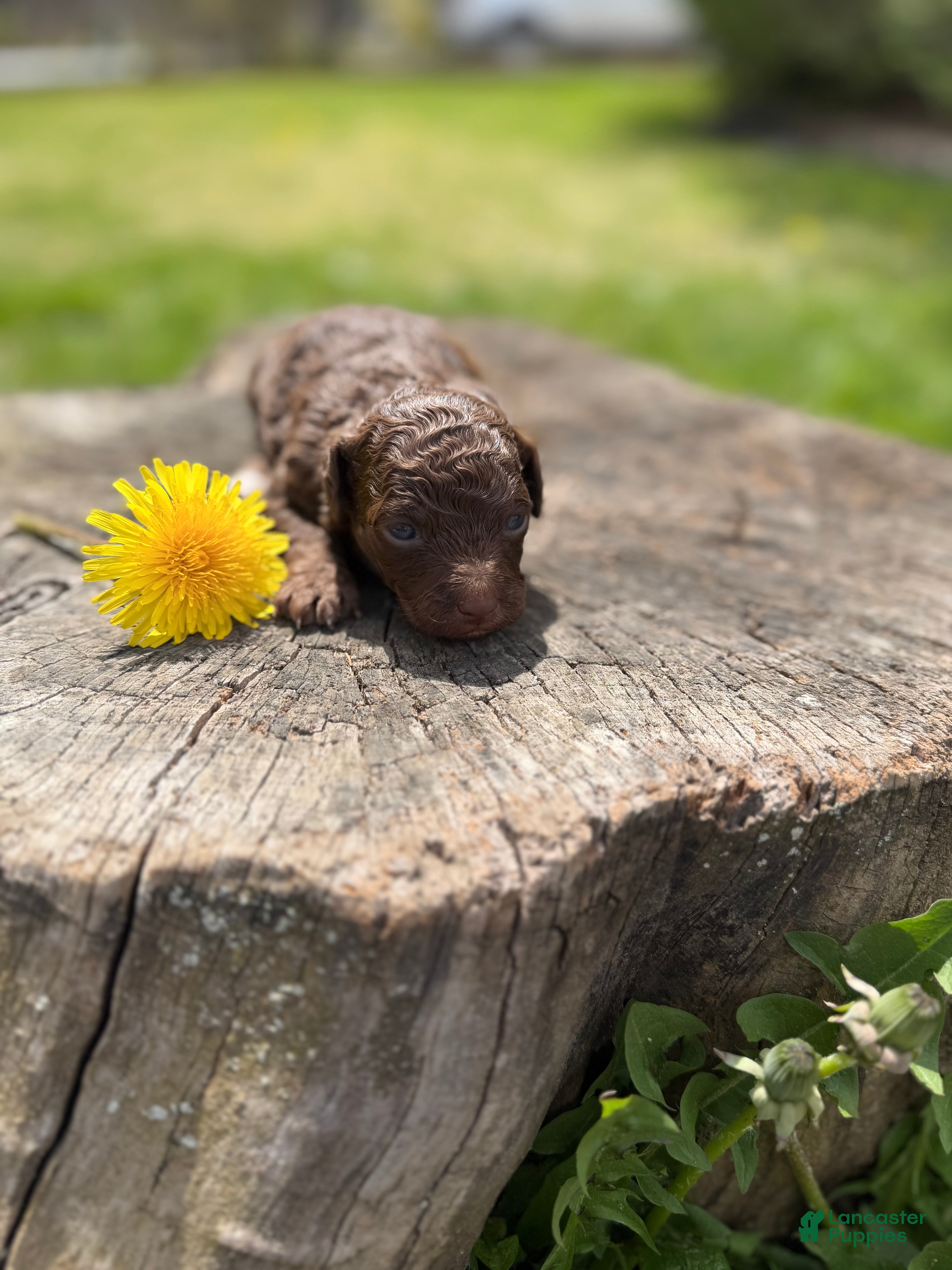 Toy Poodle dogs Camilla - Ad 2