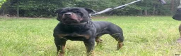 Rottweiler dogs for sale: Rottweiler 5 - Ad 2