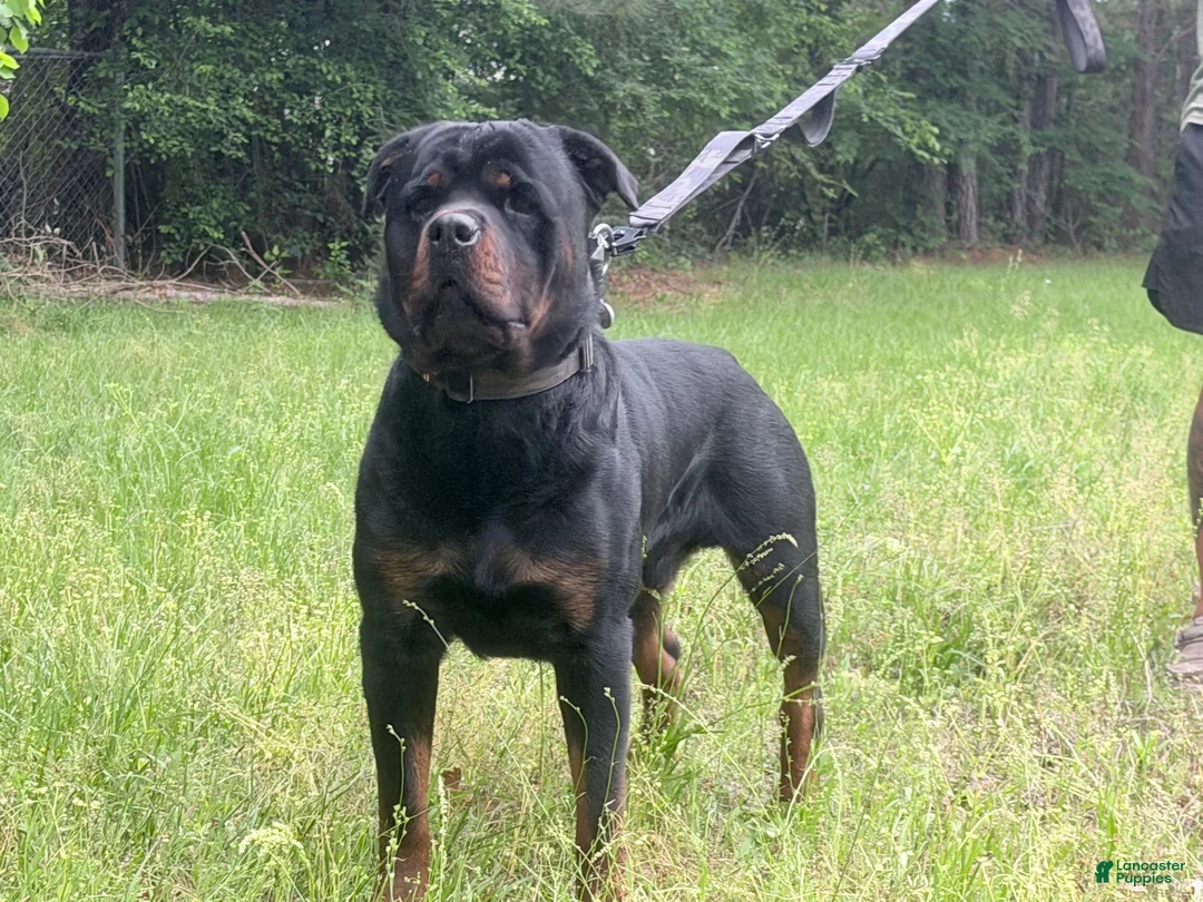 Rottweiler dogs for sale: Rottweiler 5 - Ad 2