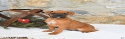Boxer dogs for sale: Hunter - Ad 1