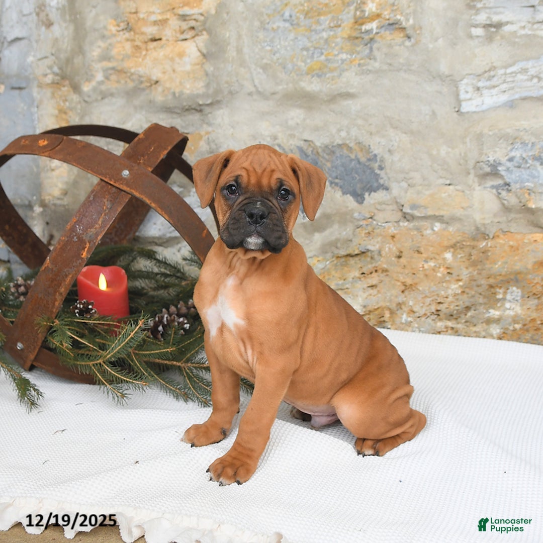 Boxer dogs for sale: Hunter - Ad 1