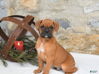 Boxer dogs Hunter - Ad 36