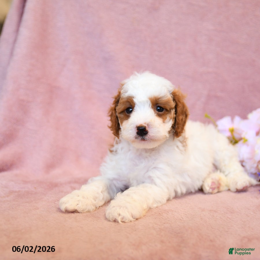 Cavapoo dogs Finn - Ad 1