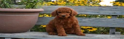 Standard Poodle dogs for sale: Rosa moyen - Ad 2