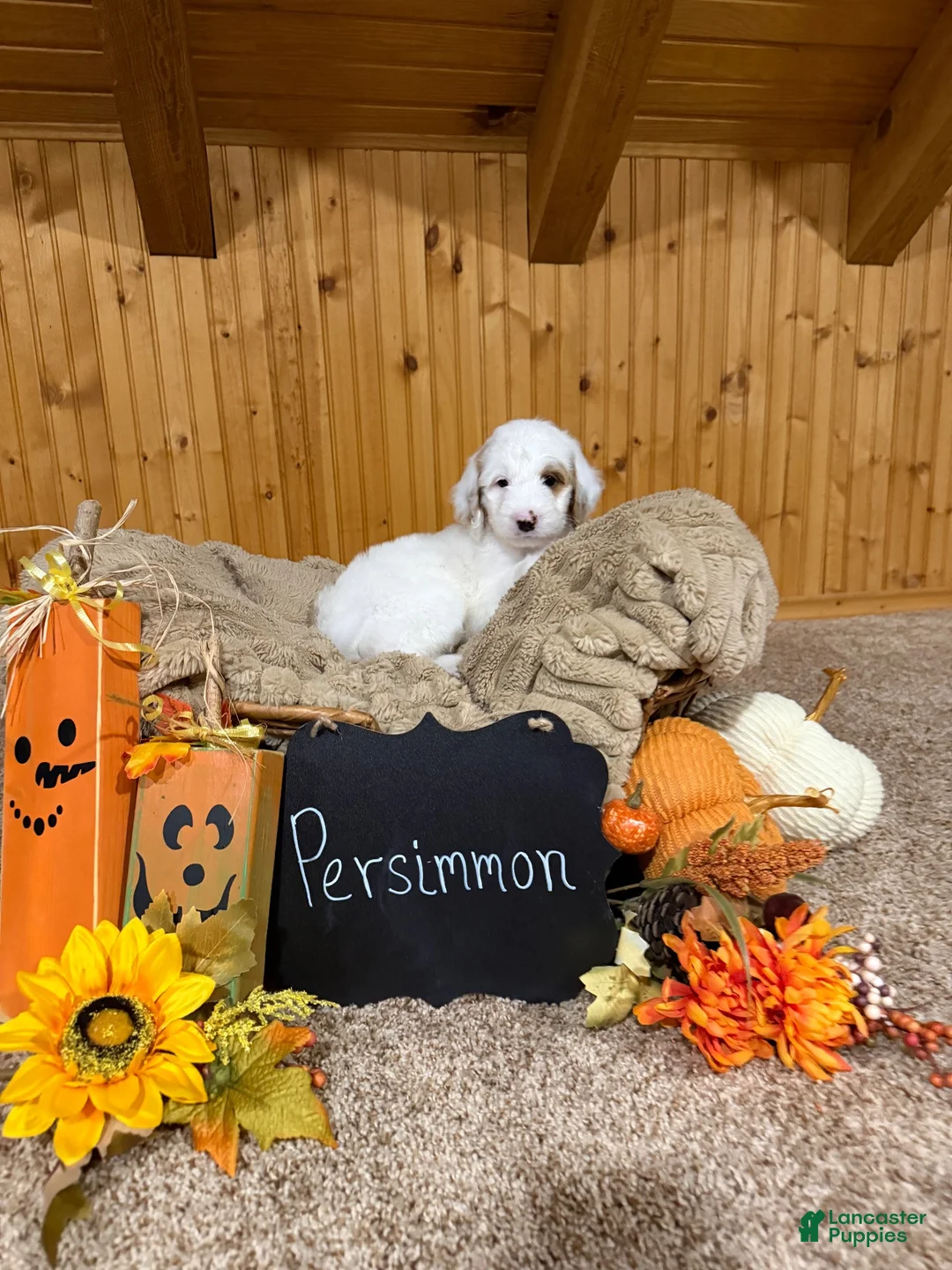 Goldendoodle dogs for sale: Goldendoodle 1 - Ad 4