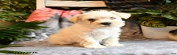 Miniature Schnauzer dogs for sale: Millie - Ad 3