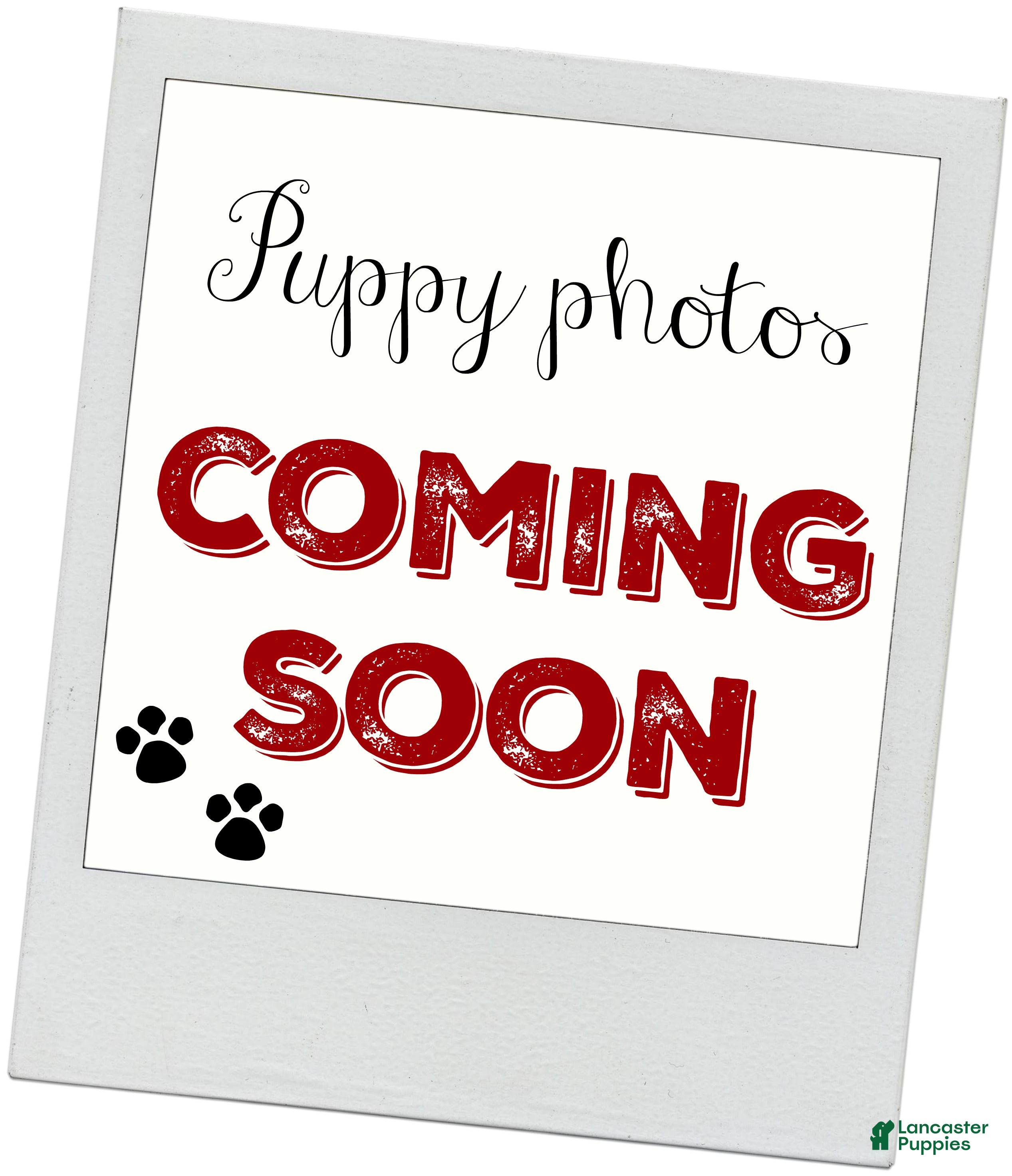 Labrador Retriever dogs Maggie - Ad 29