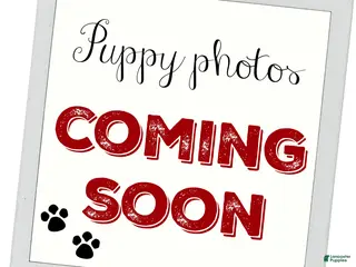 Labrador Retriever dogs Maggie - Ad 29