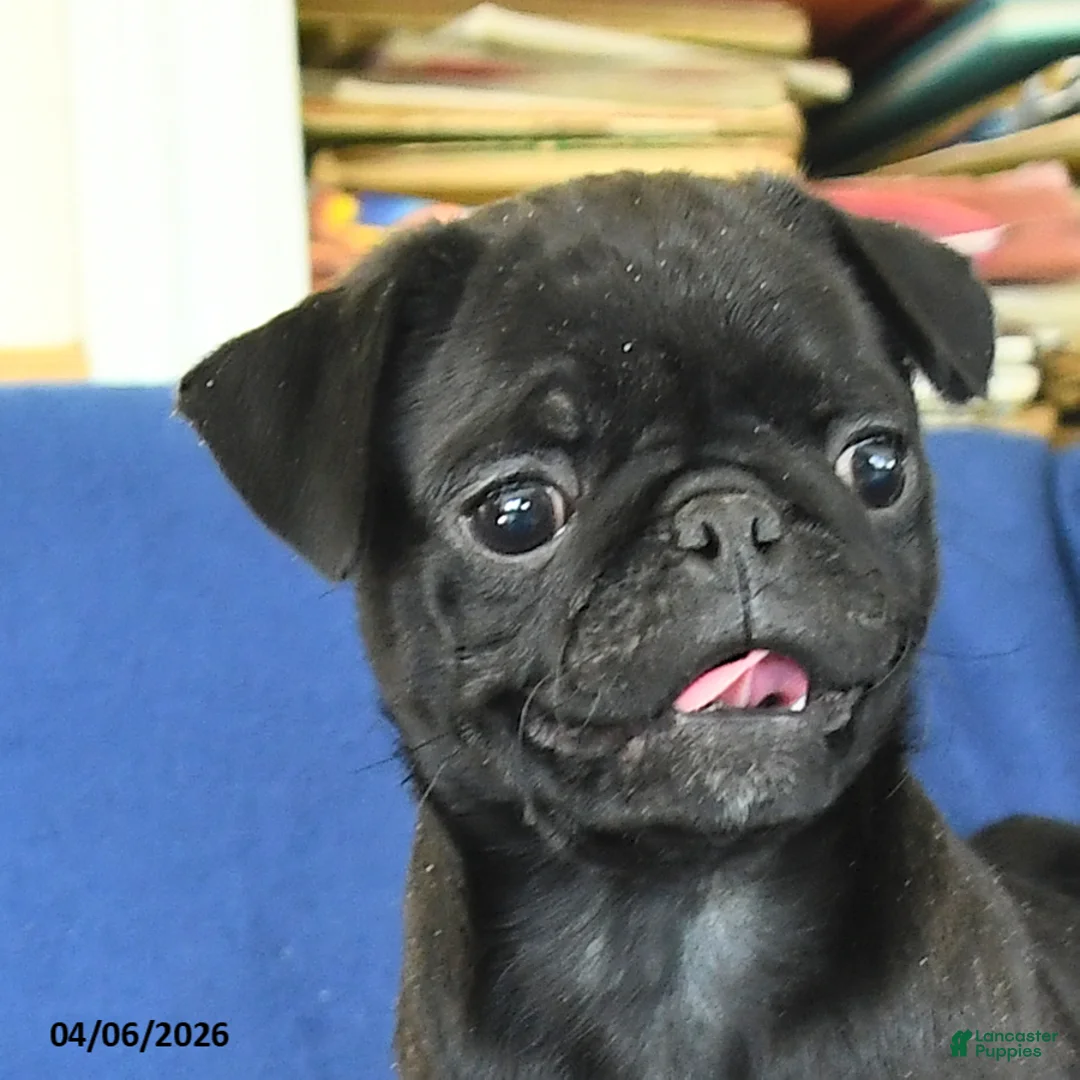 Pug dogs for sale: Jenny - Ad 2