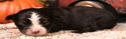 Toy Australian Shepherd dogs for sale: Izzy black tri f - Ad 3