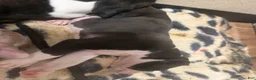 Mixed Breed dogs for sale: Mixed Breed 6 - Ad 5