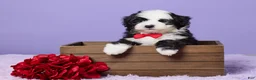 Mini Sheepadoodle dogs for sale: Stevie - Ad 1