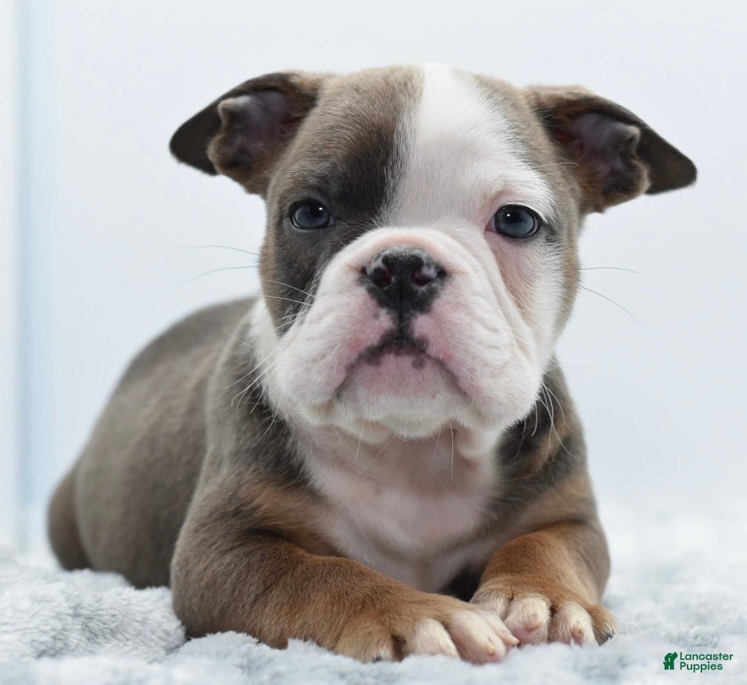 Mixed Breed dogs for sale: Duece mini bulldog  - Ad 24