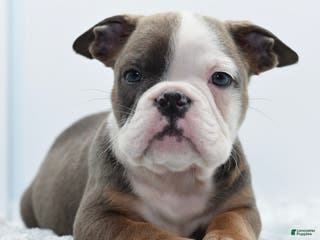 Mixed Breed dogs Duke mini bulldog - Ad 28