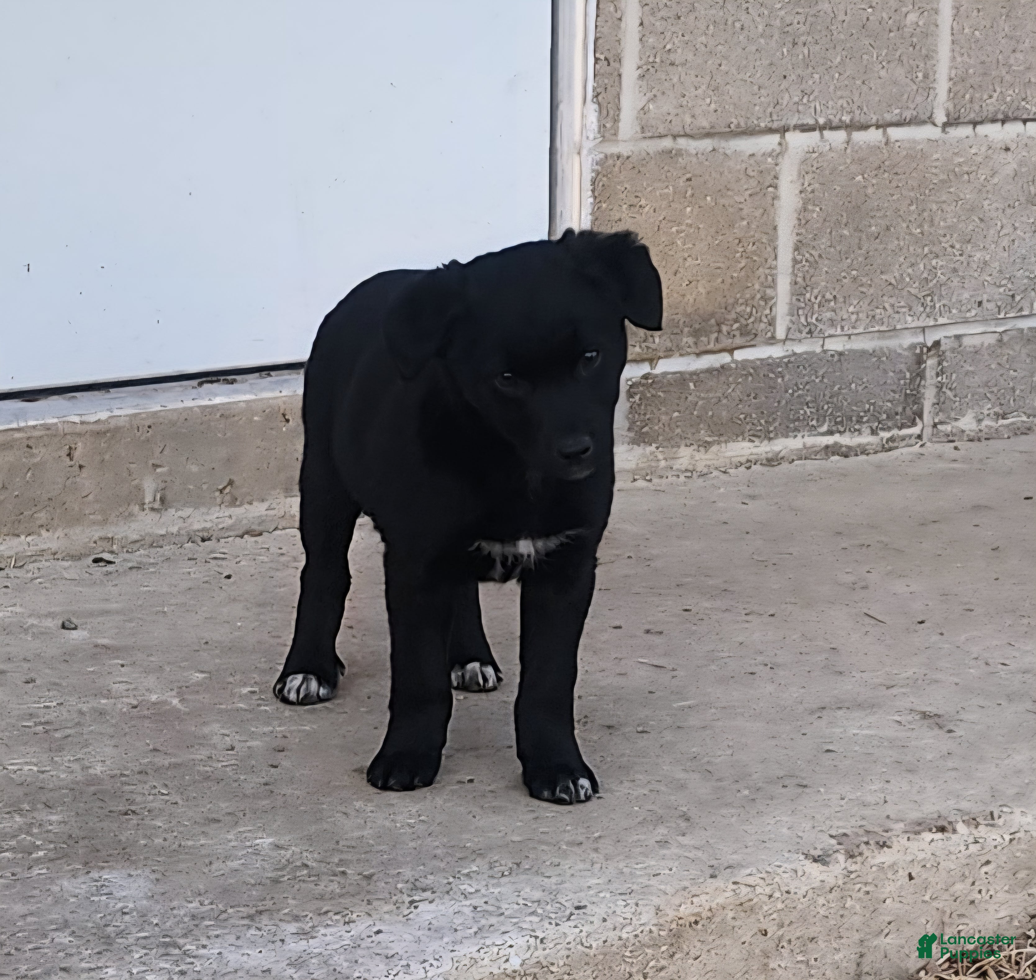 Mixed Breed dogs Mixed Breed Puppy 4 - Ad 2