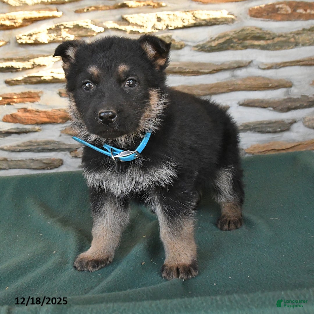 German Shepherd dogs for sale: Matthew - Ad 4