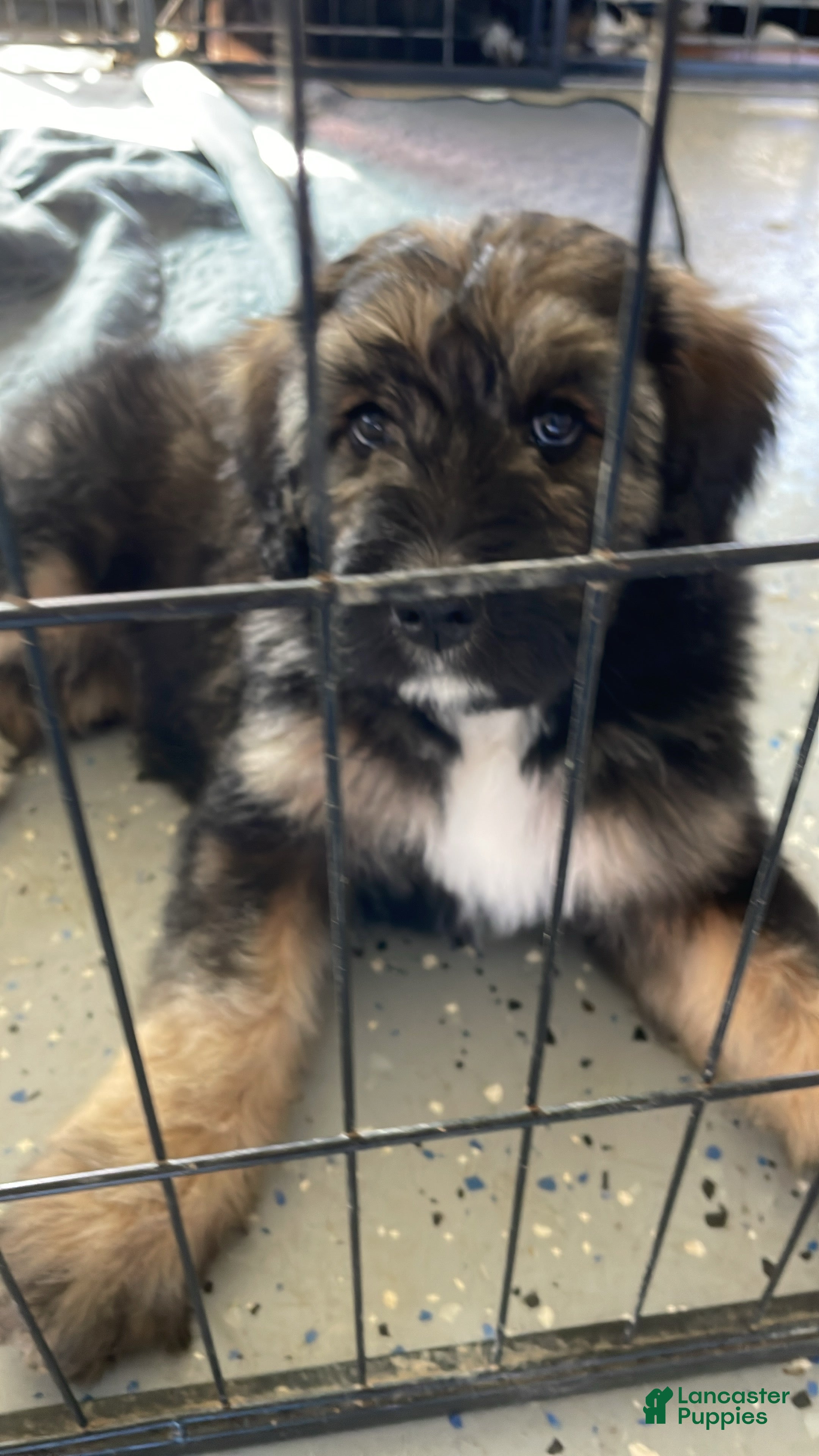 Bernedoodle dogs Sadie - Ad 2