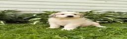 Great Pyrenees dogs for sale: Nicky - Ad 16