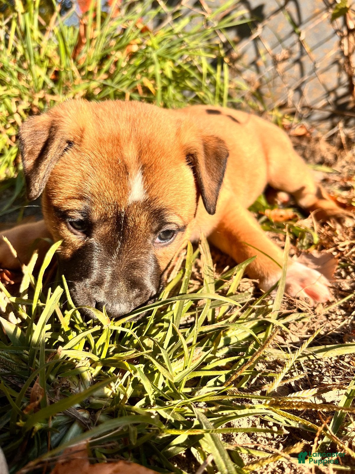 Mixed Breed dogs for sale: Girl 2 - Ad 1