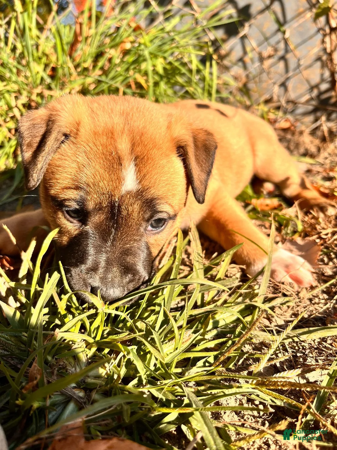 Mixed Breed dogs for sale: Girl 2 - Ad 1