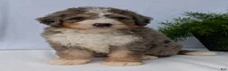 Mini Bernedoodle dogs for sale: Mini Baker  - Ad 20