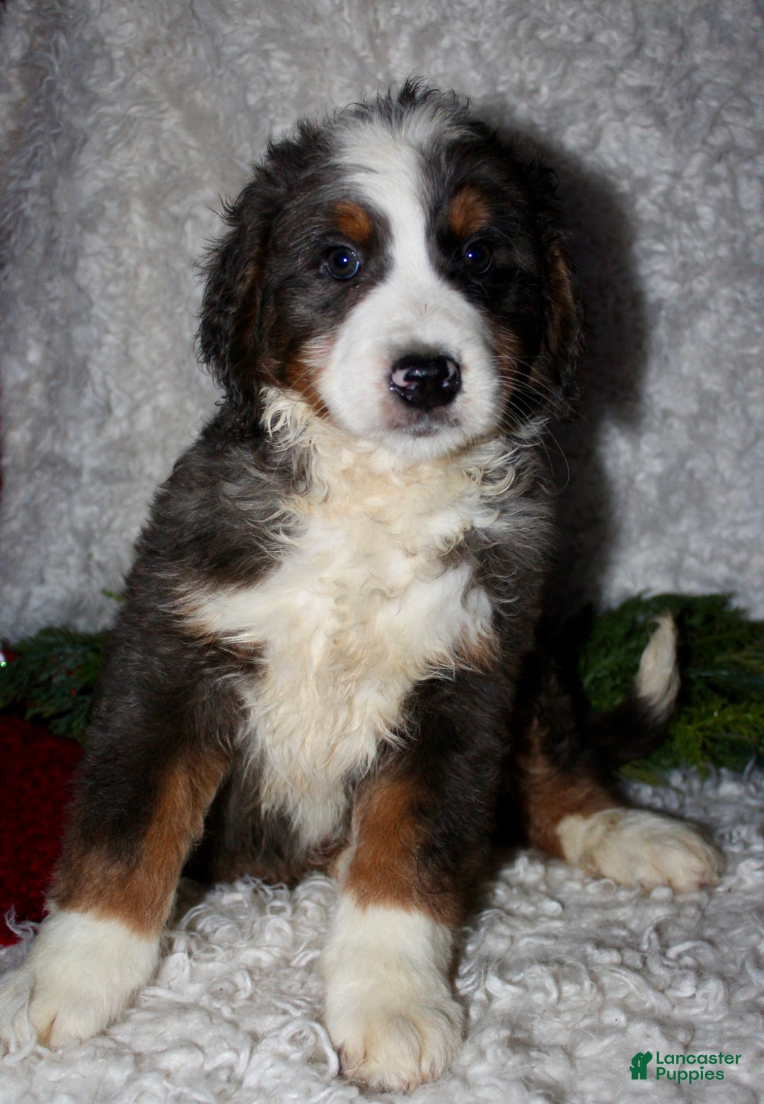 Bernedoodle dogs for sale: Jimmy - Ad 3